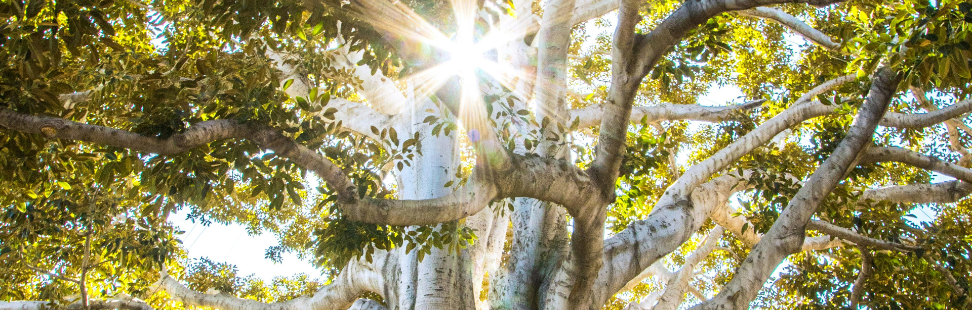 banner image
